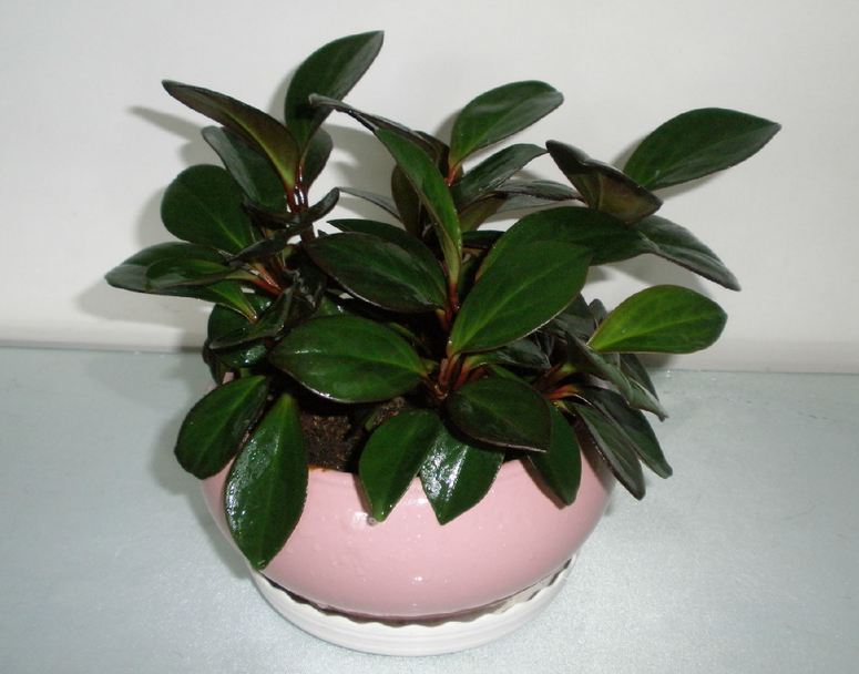 推荐6种鸡蛋的美味做法,简单好吃又营养,老少皆宜的家常美食_火狐电竞(图1) 火狐电竞平台