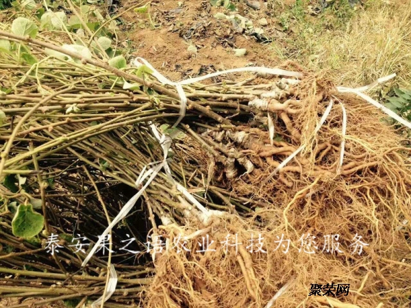 火狐电竞|年画收藏注意哪些作者:未知2016-12-1408:25:50来源:新年贴年画,此习俗在我国已有1700多年的历史。年画(图1) 火狐电竞官网