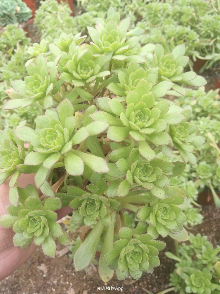 火狐电竞官网-
想吃卤肉饭自己在家做 配方和步骤都告诉你 简朴鲜味又实惠(图4) 火狐电竞官网