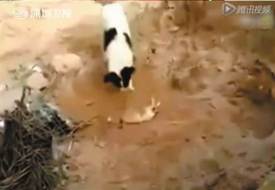 太后初见甄嬛为何如此震惊_火狐电竞平台(图2) 火狐电竞平台